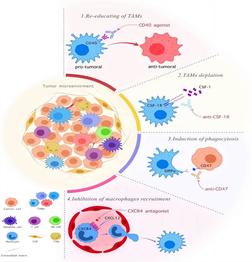 Fig.1 The Mechanisms For Modification of TAMs In The Tumor Microenvironment. (Hadiloo, et al., 2023)