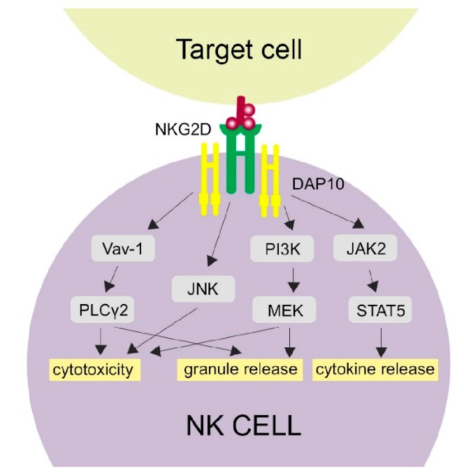 Fig.1 Schematic illustration of NKG2D-NKG2DL pathways. (Siemaszko, & K. Bogunia-Kubik. 2021)