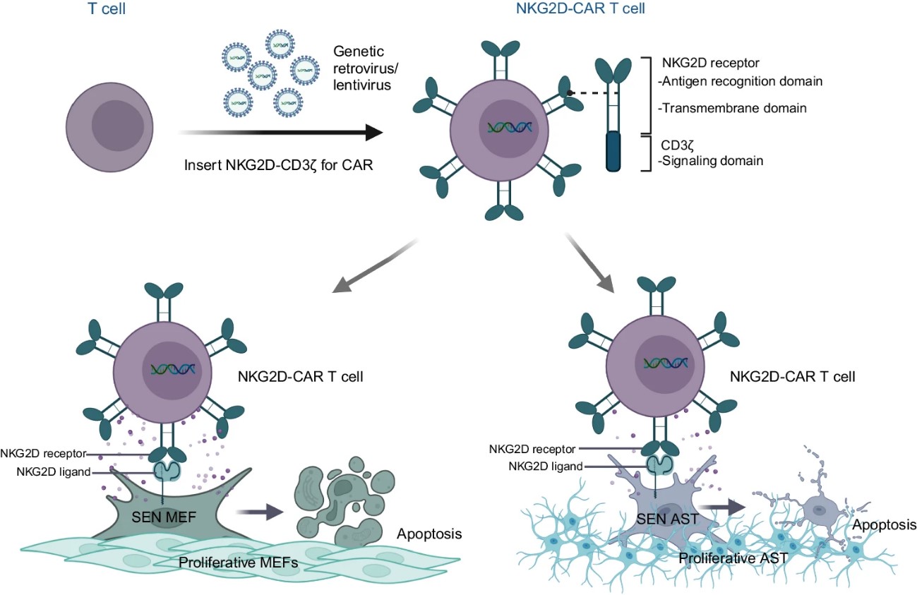 Fig.2 NKG2D-CAR T cells selectively target NKG2DLs-expressing senescent cells.(Deng, et al., 2024)