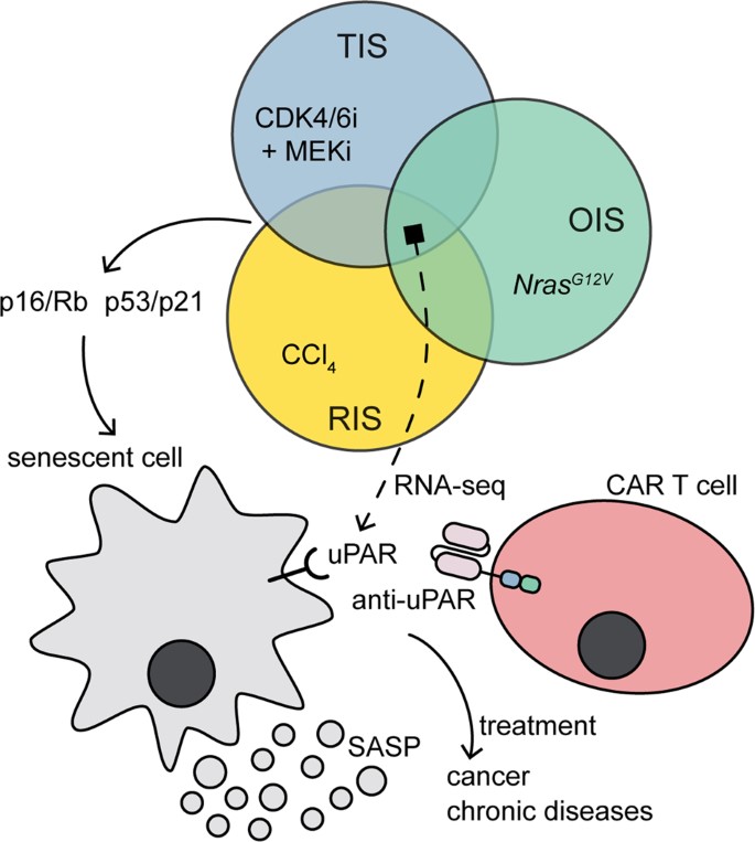 Fig.1 uPAR-CAR T-cell therapy. (Huang & Tao, 2020)