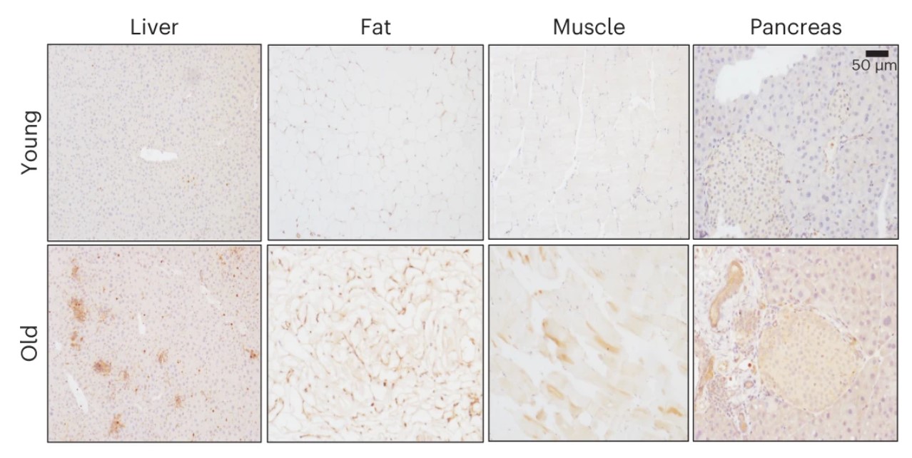 Fig.2 uPAR IHC staining of mouse tissues. (Amor, et al., 2024)