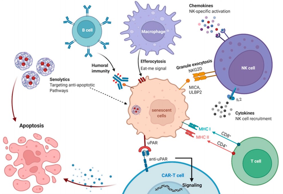 Fig.1 Immune responses of targeting senescent cells. (Khalil, et al., 2023)