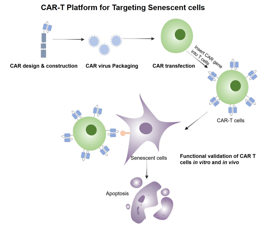 Fig.2 CAR-T therapy targeting senescent cells. (Creative Biolabs original)