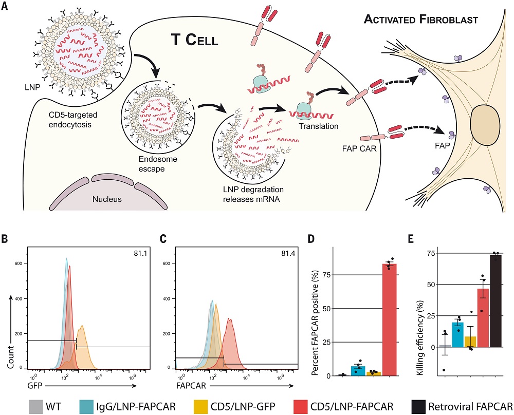 Fig.1 FAP CAR-T cells to treat cardiac injury. (Rurik, et al., 2022)