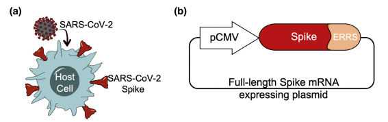 Fig.2 SARS-CoV-2 infected cells and spike protein expression plasmids. (Dogan, Mikail et al., 2022)