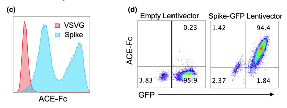 Fig.3 Transfection and lentiviral transduction. (Dogan, Mikail et al., 2022)