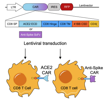 Fig.4 Anti-SARS-CoV-2 Spike protein CAR constructs. (Dogan, Mikail et al., 2022)