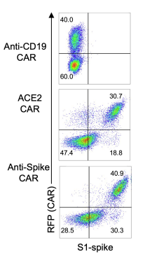 Fig.5 Expression of CAR. (Dogan, Mikail et al., 2022)