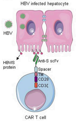 Fig.1 CAR T cells targeting HBV S protein. (Seif, Michelle et al., 2019)