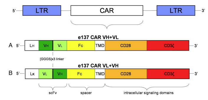 Fig.2 CAR construction. (Sautto, Giuseppe A et al., 2016)