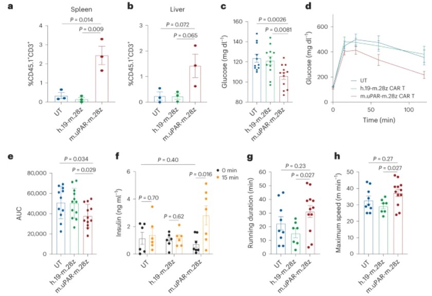 Fig.1 uPAR CAR-T cells block age-associated phenotypes. (Amor, et al., 2024)