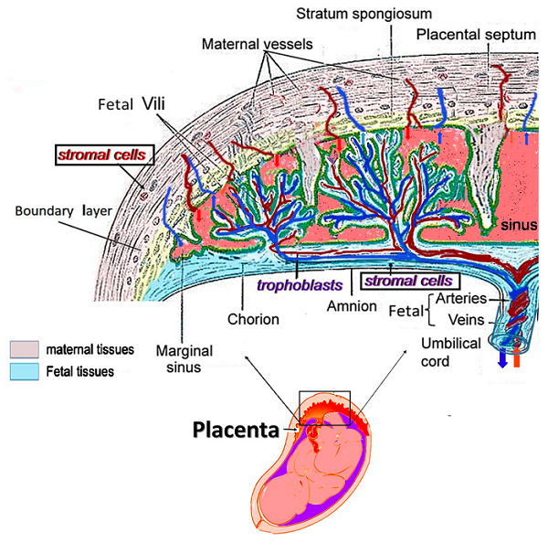 Fig.1 Structure of the placenta. (Gorodetsky, Raphael, and Wilhelm K Aicher., 2021)