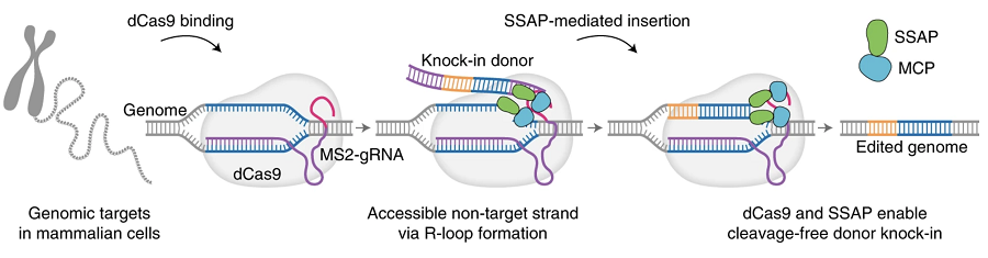 Fig.1 Deactivated Cas9. (Wang, Chengkun et al., 2022)