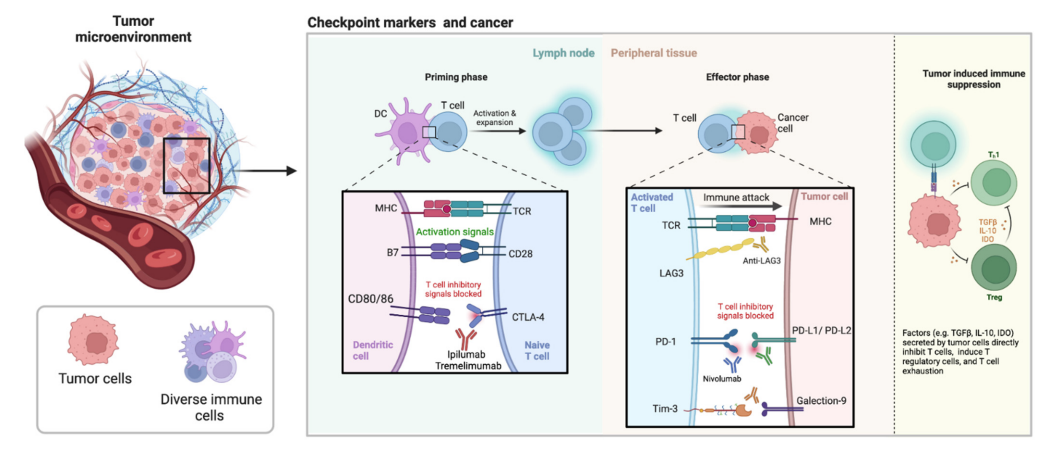 Fig.1 Tumor microenvironment. (Ephraim, Ramya et al., 2022)