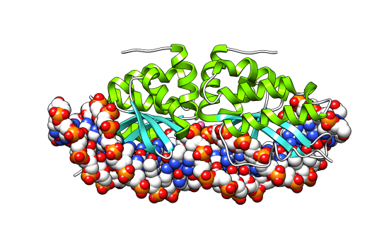 Fig.1 I-CreI structure. (From Wikipedia https://en.wikipedia.org/wiki/I-CreI#/media/File:I-CreI_dimer_DNA_2.png)