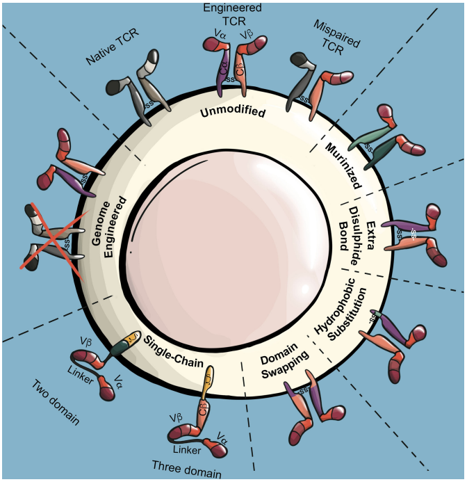 Fig.1 Strategies for TCR modifications. (Shafer, P., Kelly, L. M., & Hoyos, V., 2022)