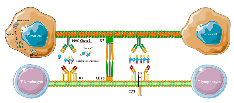 Fig.1 Cancer cells are recognized by TCR-T cells. (Liu, Y., et al., 2022)