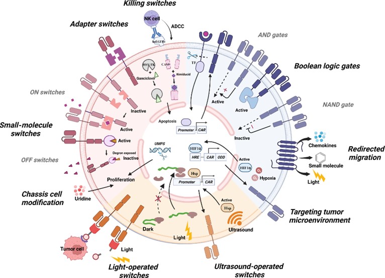 Fig.2 Synthetic biology strategy. (Lu, et al., 2024)