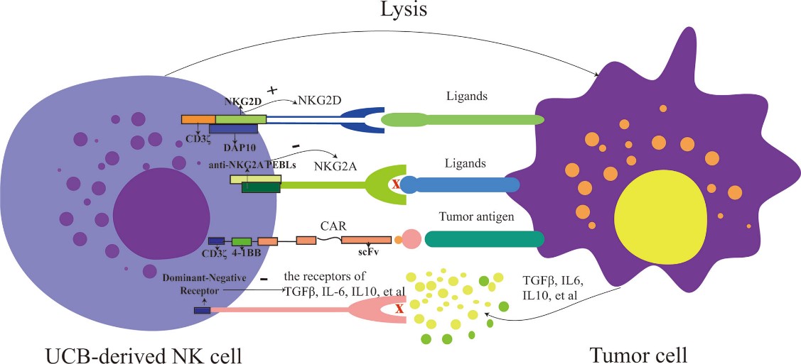 Fig.1 The strategies for modifying UCB-derived NK cells. (Zhao, et al., 2020)