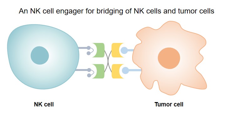 Fig.1 An NK cell engager with a tetravalent, bispecific structure. (Creative Biolabs original)