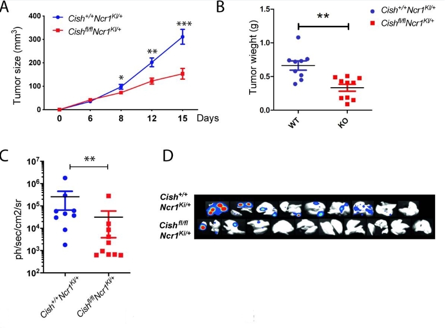 Fig.2 Enhanced immunity effect by deletion of CISH in mature NK cells. (Bernard, et al., 2022)