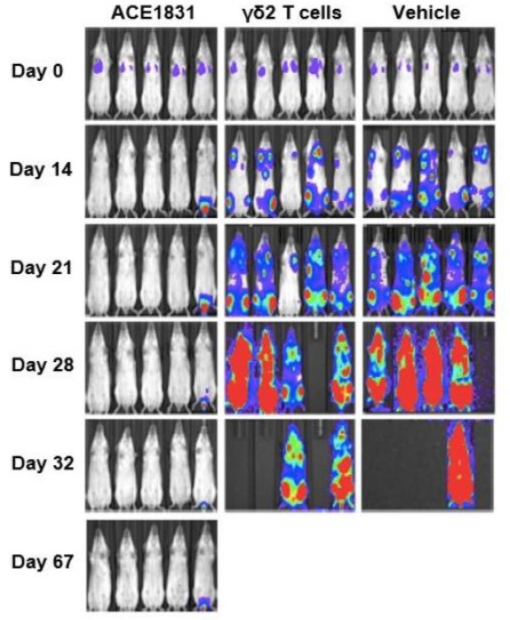 Fig.2 Potency of ACE1831 in vivo. (Li, et al., 2023)