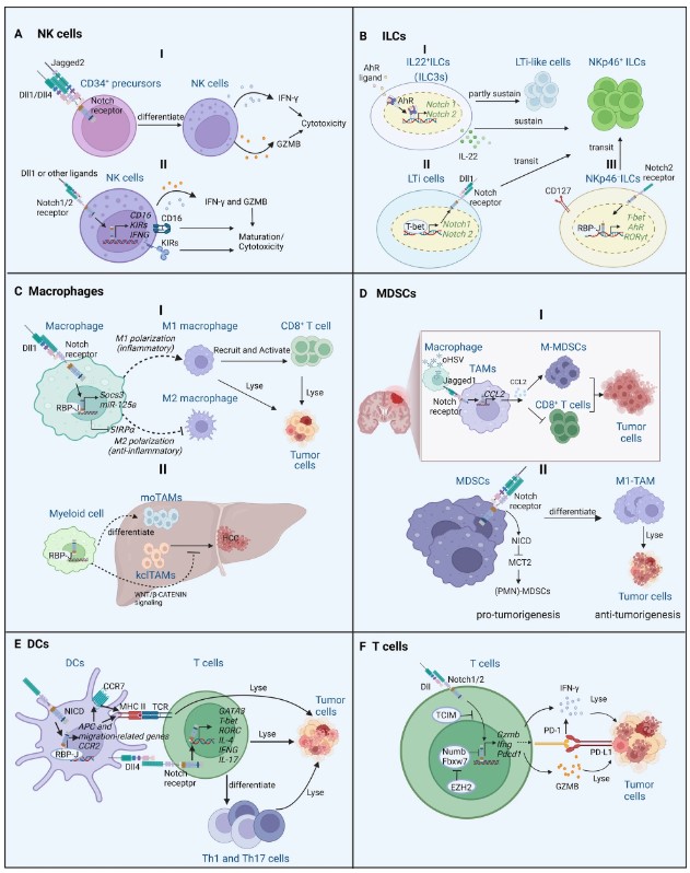 Fig.1 Notch signaling in immune cells. (Li, et al., 2023)