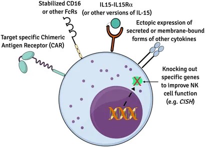 Fig.1 Genetic modified iNK cells. (Goldenson, et al., 2022)