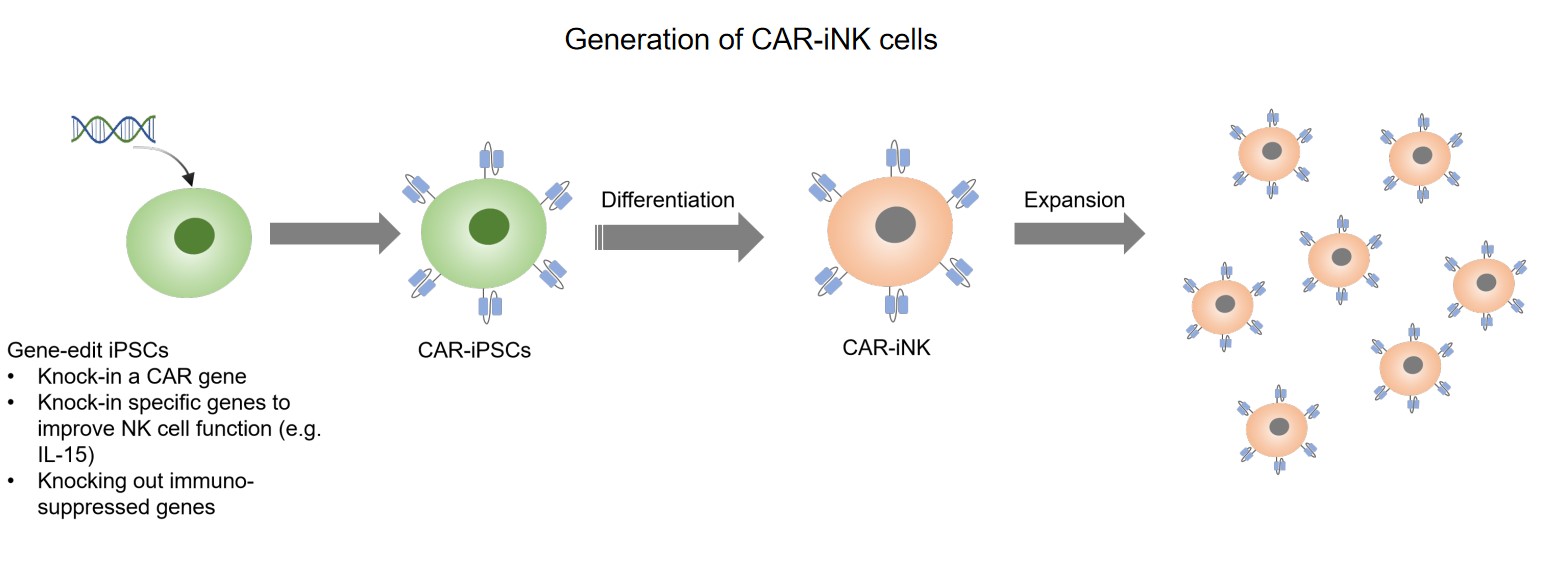 Fig.2 Generation of CAR-iNK cells. (Creative Biolabs original)