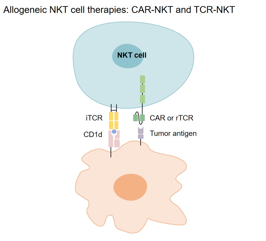 Fig.1 Allogeneic NKT cell therapies: CAR-NKT and TCR-NKT. (Creative Biolabs original)