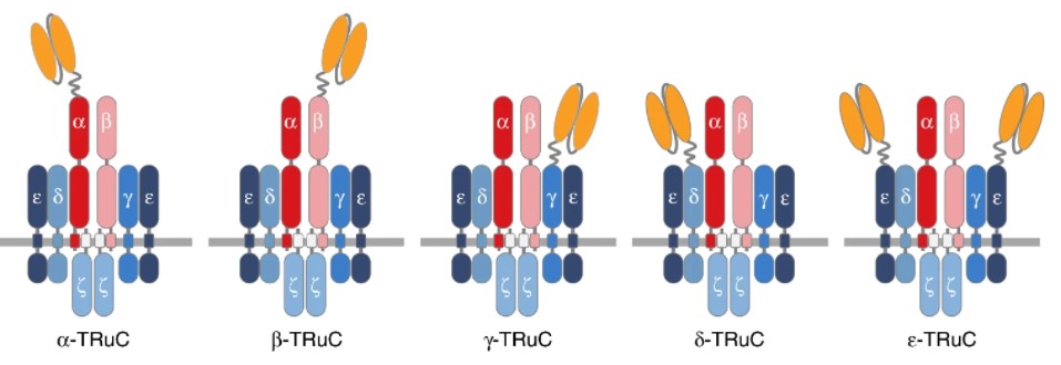 Fig.1 Various TRuC structures. (Baeuerle, et al., 2019)