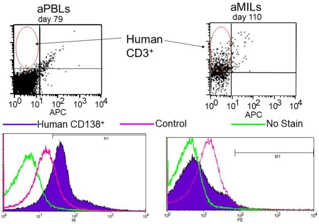 Fig.1 Activated marrow-infiltrating lymphocytes show potent antitumor activity. (Borrello, et al., 2016)