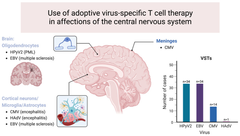 Fig.2 Applications of adoptive VST therapy in conditions affecting the central nervous system. (Lambert, Nicolas, et al., 2023)