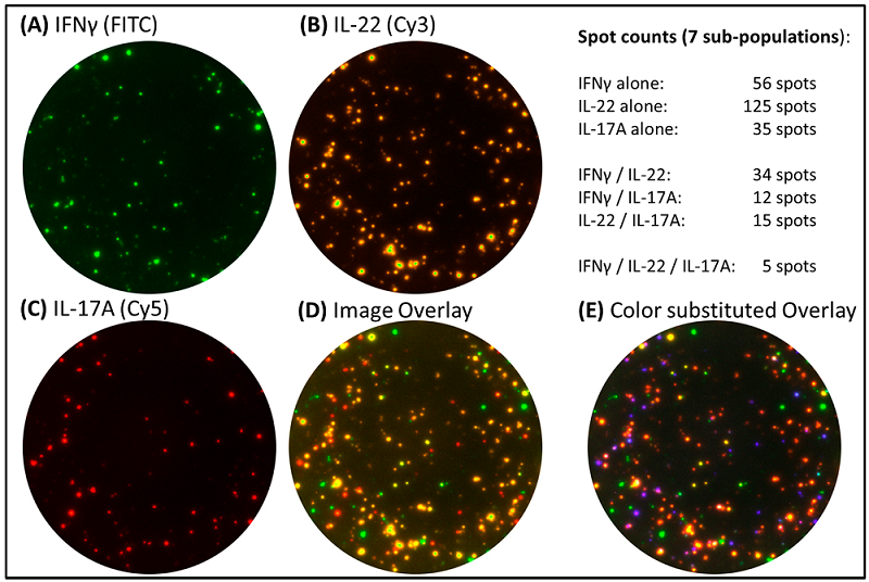 Fig.1 Triple cytokine assay. (Janetzki, Sylvia et al., 2014)