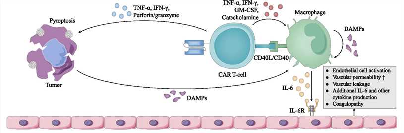 Fig.1 Cellular responses in CRS. (Xiao, et al., 2021)