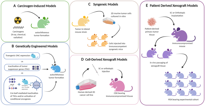 Fig.2 Preclinical in vivo mouse models of tumors. (Bareham, et al., 2021)