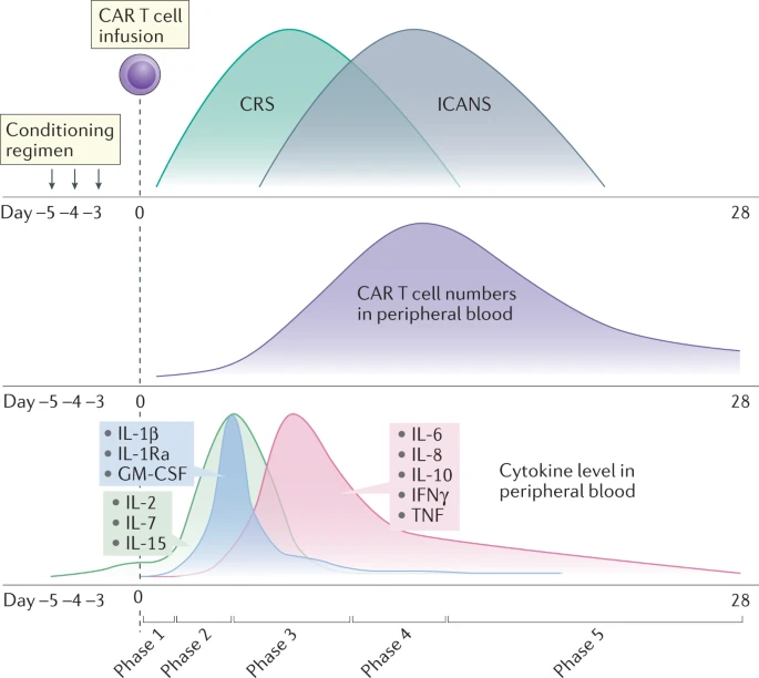 Fig.3 CAR-T cytokine levels in peripheral blood. (Morris, et al., 2022)