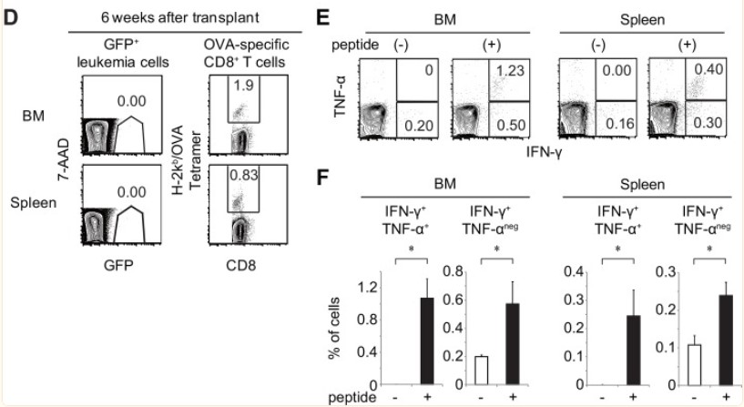 Fig.1 Functional CTLS with specific antigens expressed in leukemic cells were highly amplified in non-leukemic mice.(Hasegawa, et al., 2015)