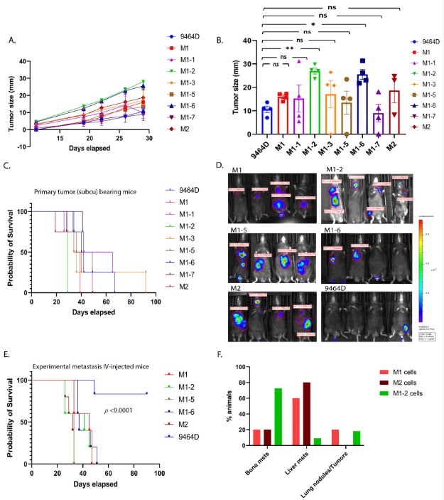 Fig.2 Characterization of mouse HR-NB cell lines.(Dhamdhere, et al., 2023)