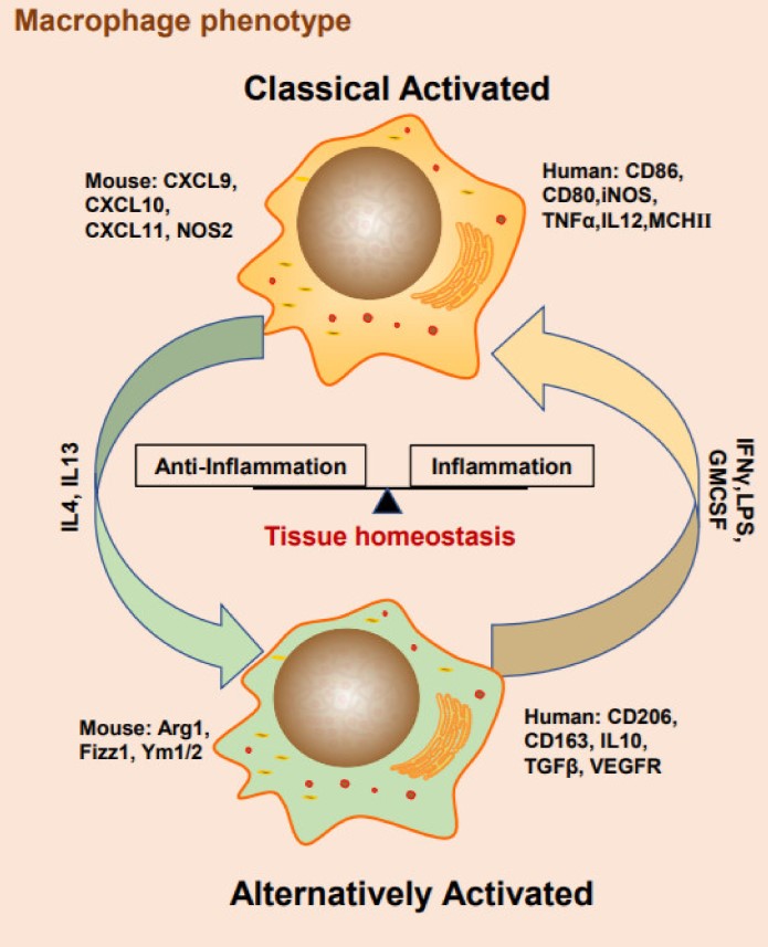 macrophages activation