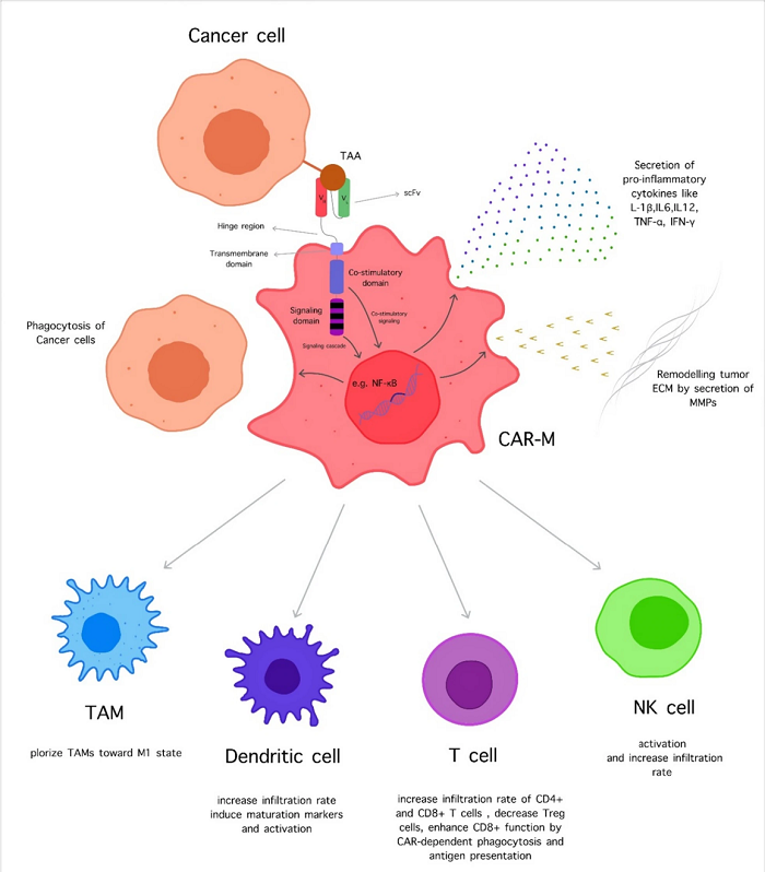 Fig.1 The CAR M cell functions. (Hadiloo, et al., 2023)