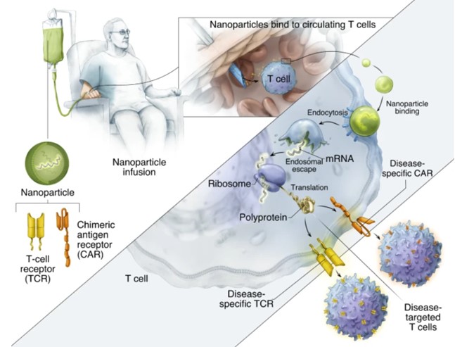 Fig.1 Diagram of CARs or TCRs engineering in situ using IVT-mRNA. (Parayath, N. N., et al., 2020)