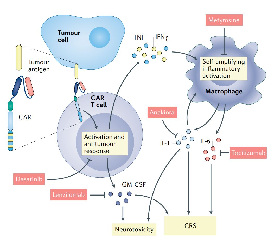 Current molecular understanding and therapeutic intervention of CAR T cell-induced cytokine release syndrome and neurotoxicity (Rebecca, 2021)