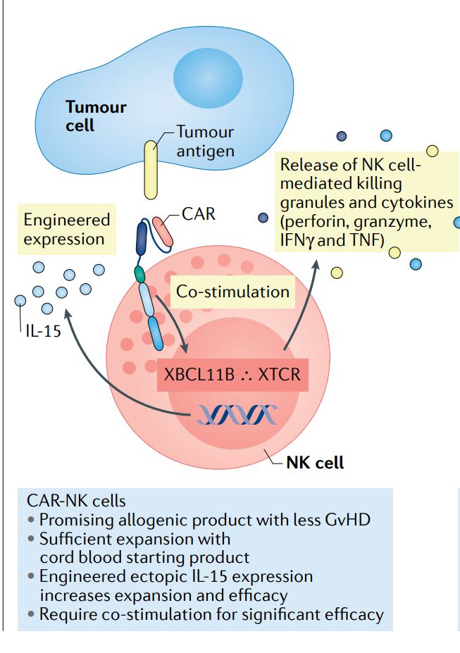 Schematic of CAR-NK Cell (Rebecca, 2021)