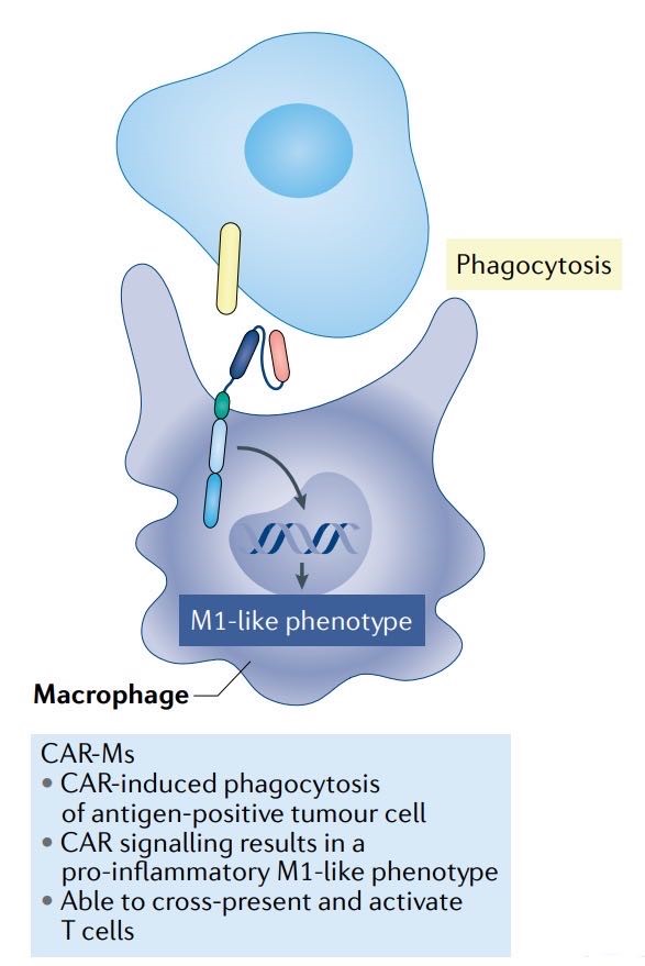 Schematic of CAR- Macrophages (Rebecca, 2021)