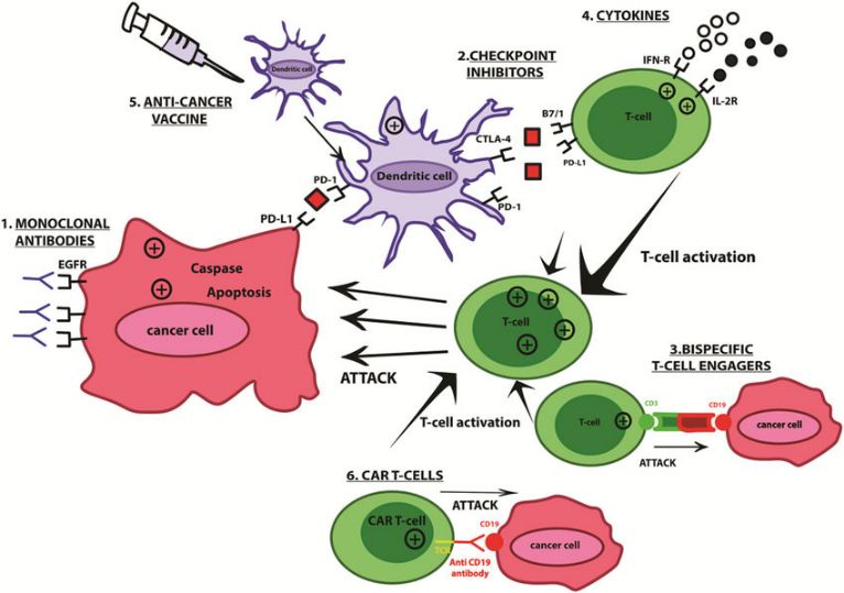 Schematic of CAR- Dendritic Cells (Daniela, 2021)