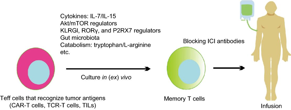 Memory T cells: strategies for optimizing tumor immunotherapy (Qingjun, 2020)