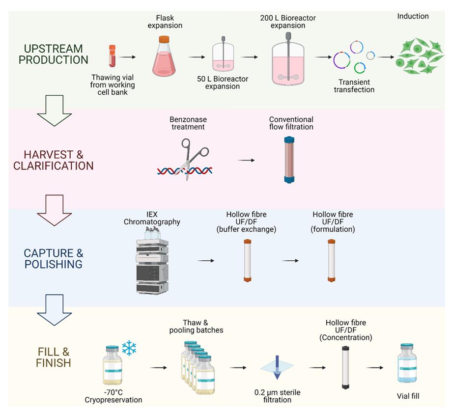 Fig. 1 A comprehensive view of the entire GMP-grade lentiviral vector production process.