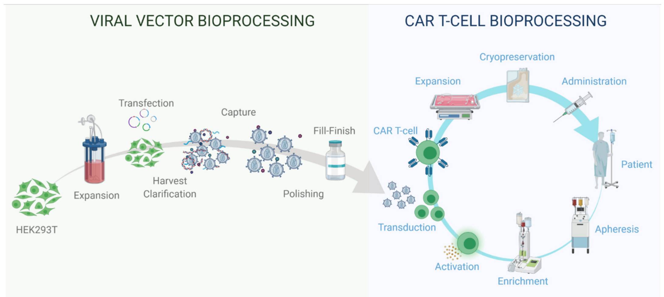 Viral Vector and Autologous CAR T Cell Therapy Bioprocessing (Roman, 2021)