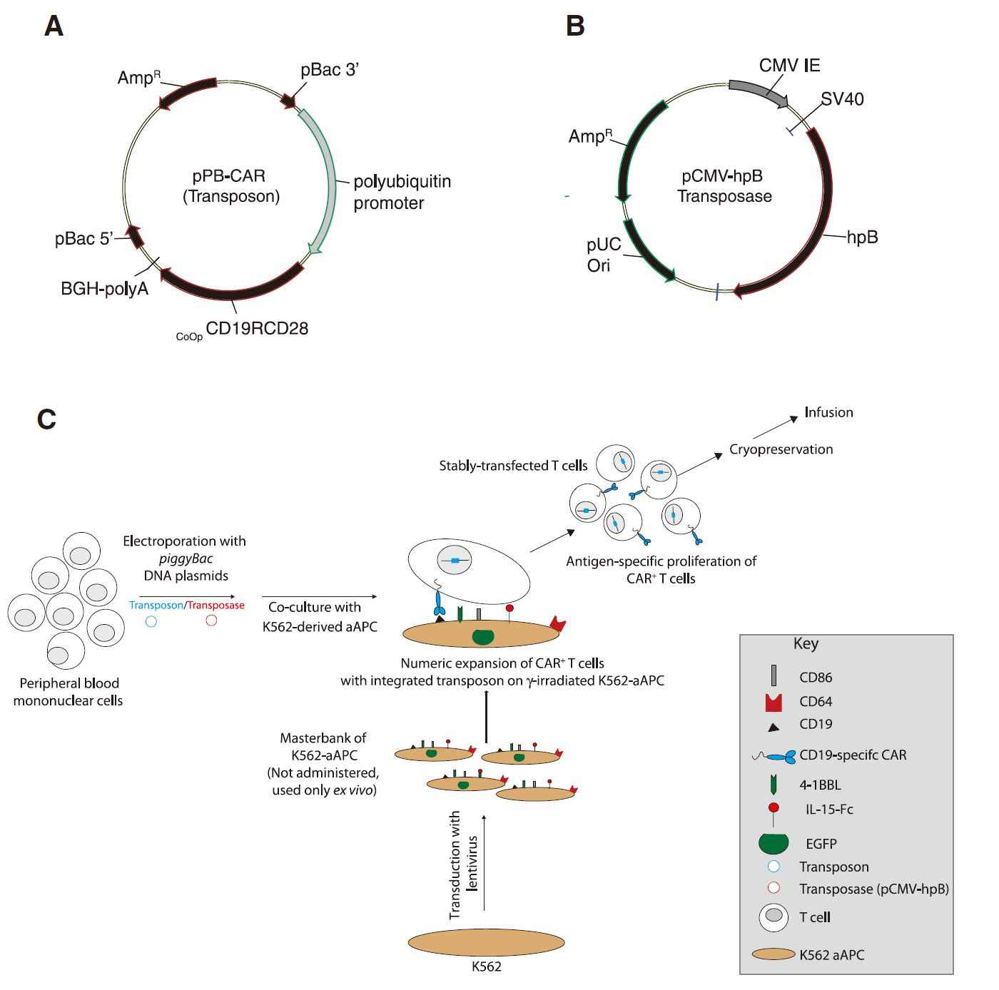 Schematic of the Two PB DNA Plasmids Electrotransferred (Pallavi, 2010)